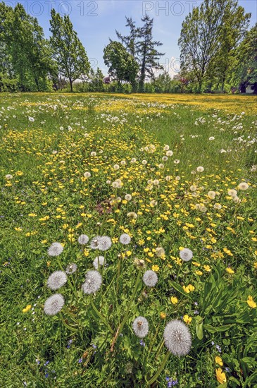 Spring meadow with dandelion