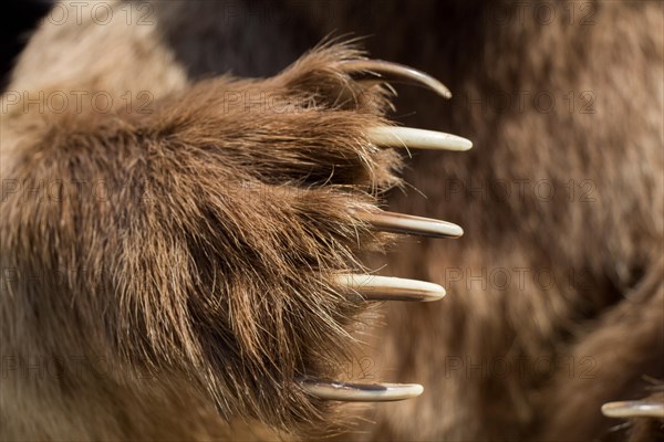 Brown Bear Paw With sharp Claws in view