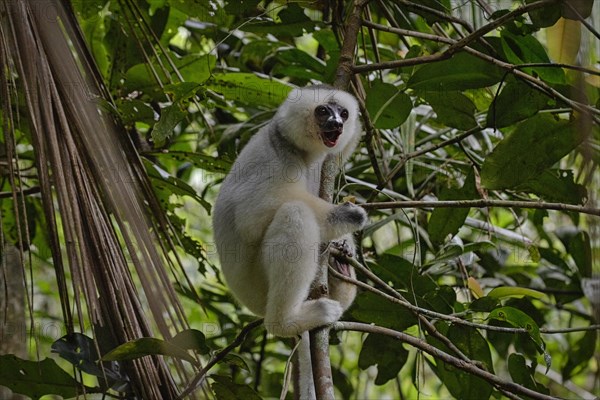 A silky sifaka