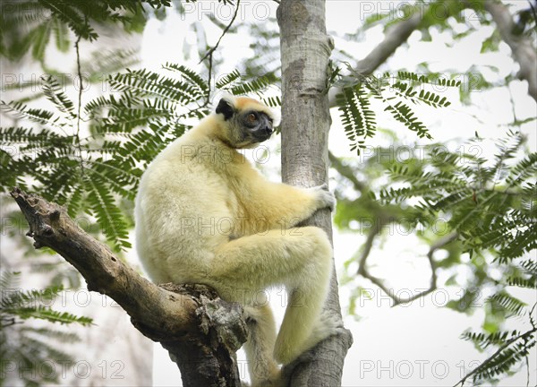 A golden-crowned sifaka