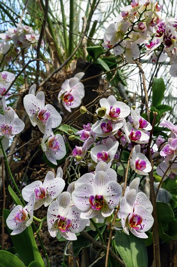 Moth orchid