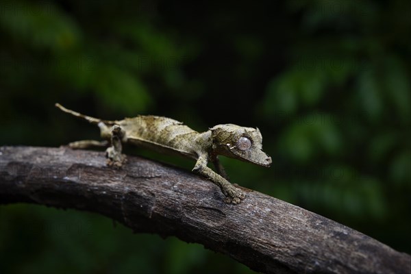 A leaf-tailed gecko of the genus