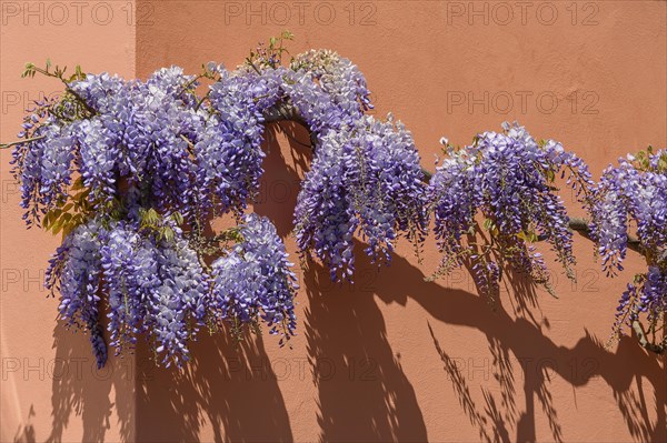 Wisterias