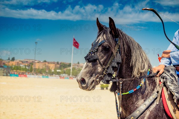 Portrait of a horse head with long mane and partial harness