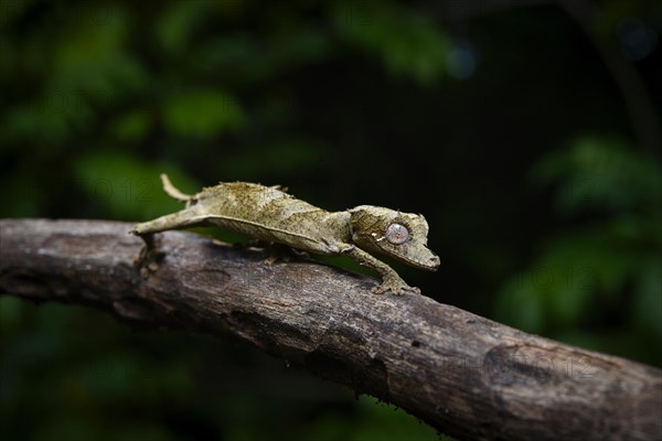 A leaf-tailed gecko of the genus