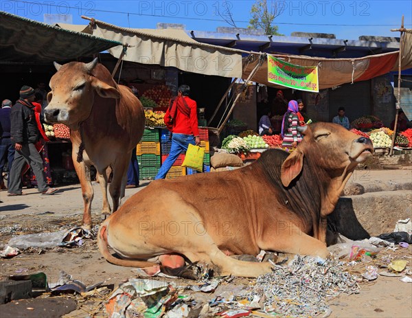 Rajasthan