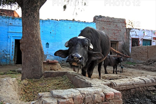 Rajasthan