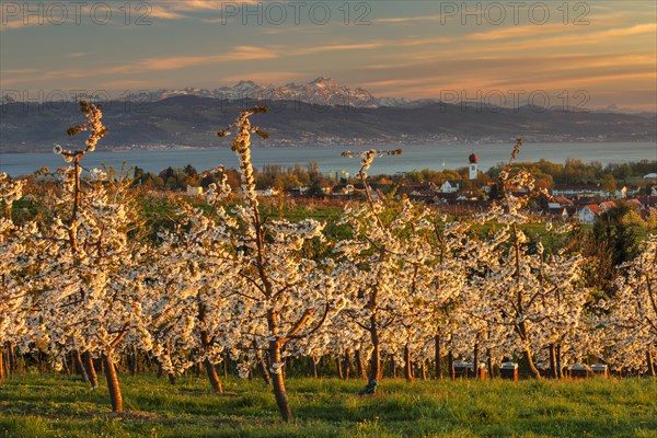 Fruit tree blossom in Kressbronn with a view of the Swiss Alps with Saentis