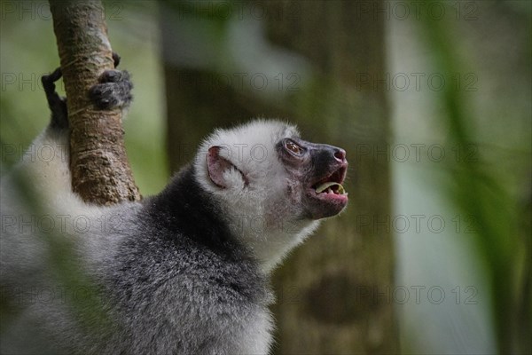 A silky sifaka