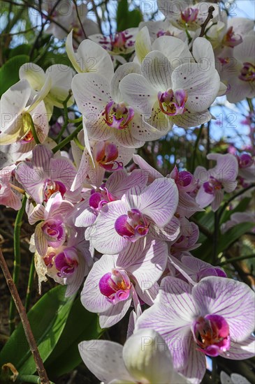 Moth orchid