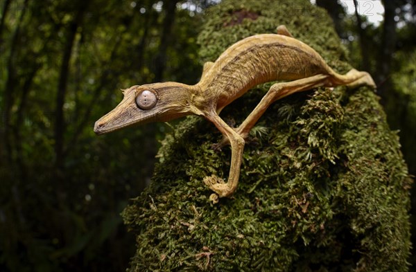 A lined leaf-tailed gecko