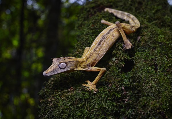 A lined leaf-tailed gecko