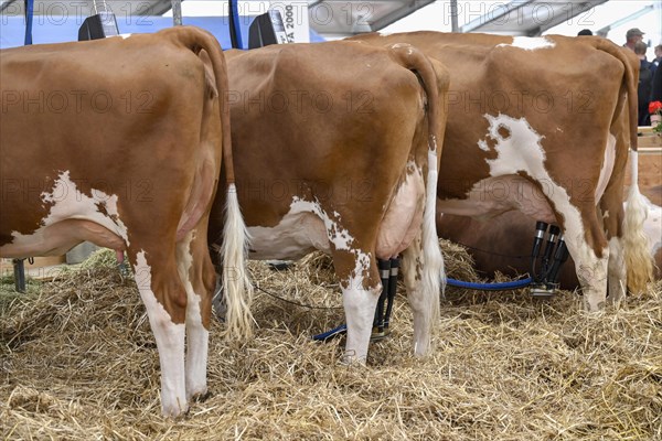 Suckler cows Fleckvieh milking system