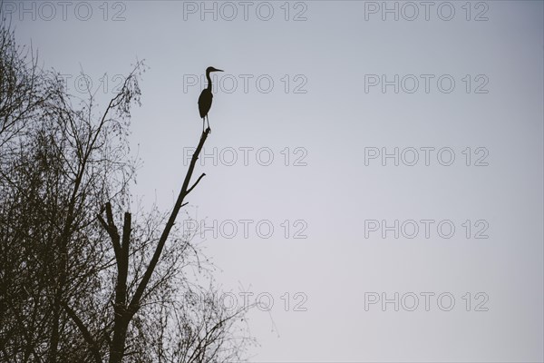 Silhouette heron