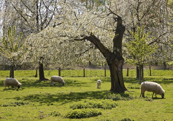 Sheep in a meadow with blossoming fruit trees