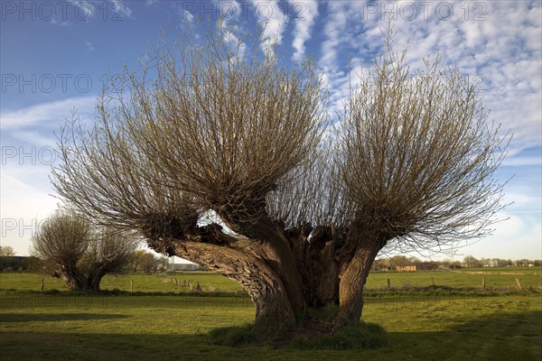 Pollarded willows