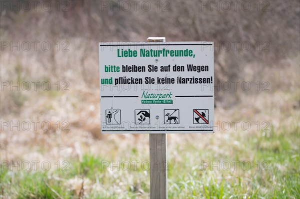 Daffodil meadows in the Eifel National Park