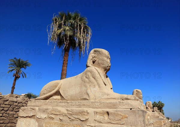 Temple of Luxor