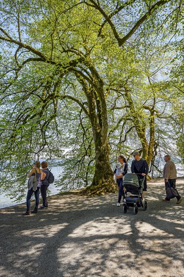 Lakeside path with extremely curved lime trees