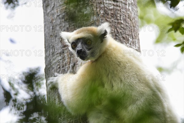 A golden-crowned sifaka