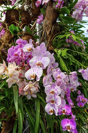 Malay flower