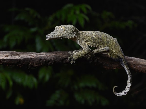 A henkel's leaf-tailed gecko