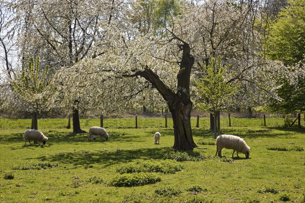 Sheep in a meadow with blossoming fruit trees