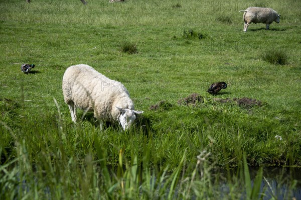 Two domestic sheep