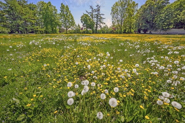Spring meadow with dandelion