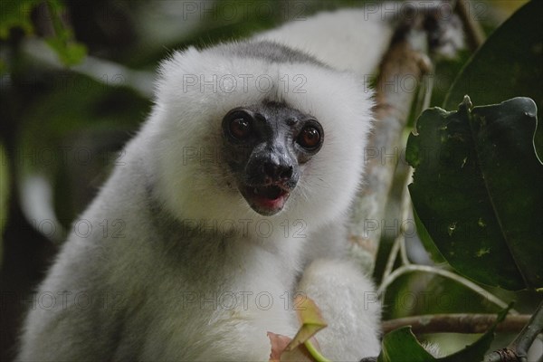 A silky sifaka