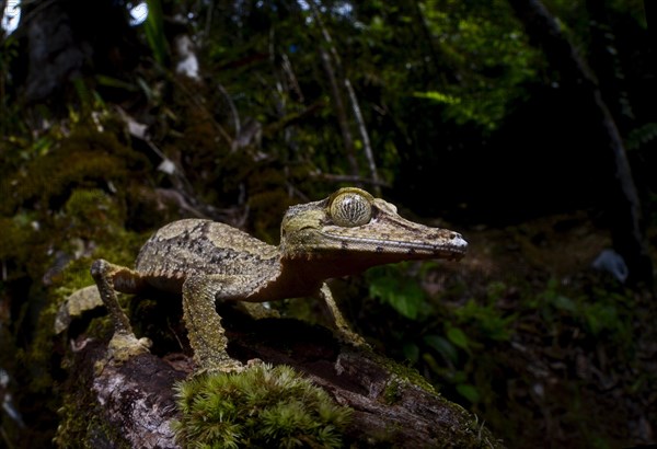 A leaf-tailed gecko of the genus