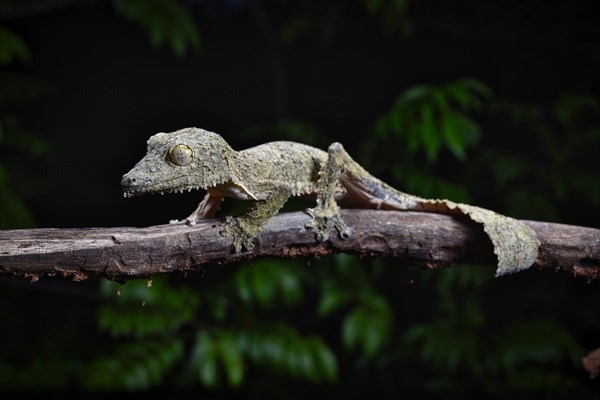 A henkel's leaf-tailed gecko