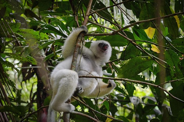 A silky sifaka