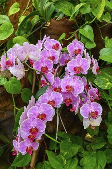 Moth orchid