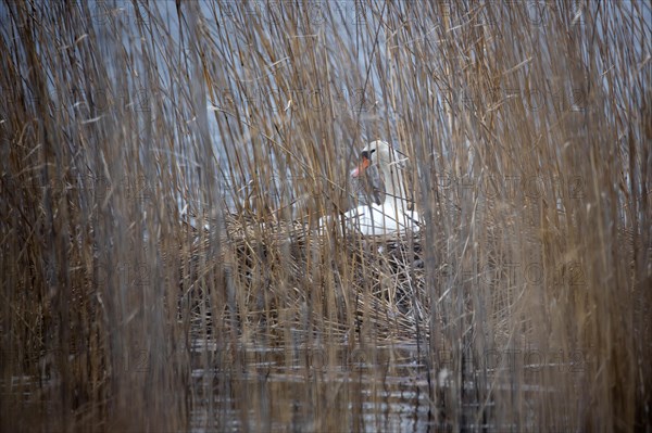 Swan reed bed