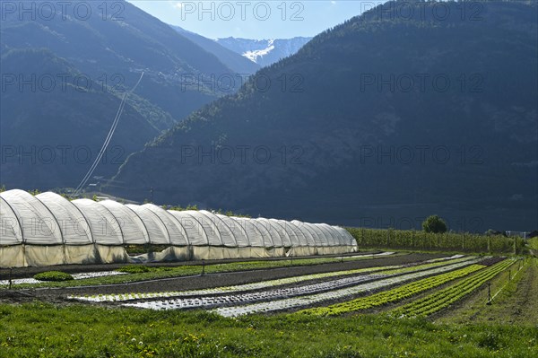 Greenhouses and vegetable cultivation in the Rhone Valley at the foot of the Valais Alps