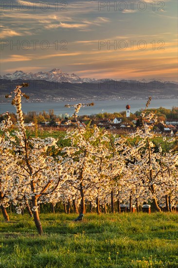 Fruit tree blossom in Kressbronn with a view of the Swiss Alps with Saentis