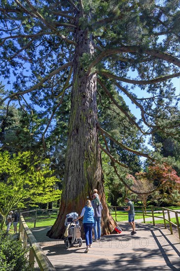 Giant sequoia