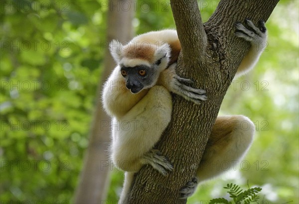 A golden-crowned sifaka