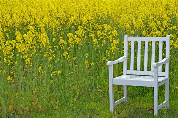 Wooden chair standing at the edge of a flowering rape field