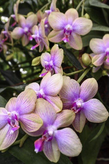 Moth orchid