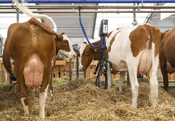 Suckler cows Fleckvieh and Red Holstein