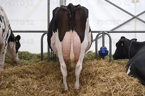 Holstein suckler cow