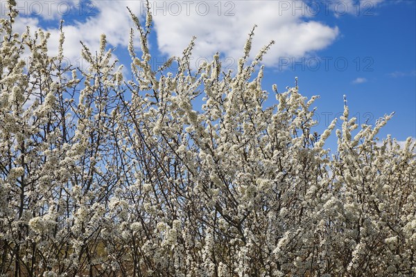 Flowering sloe hedge