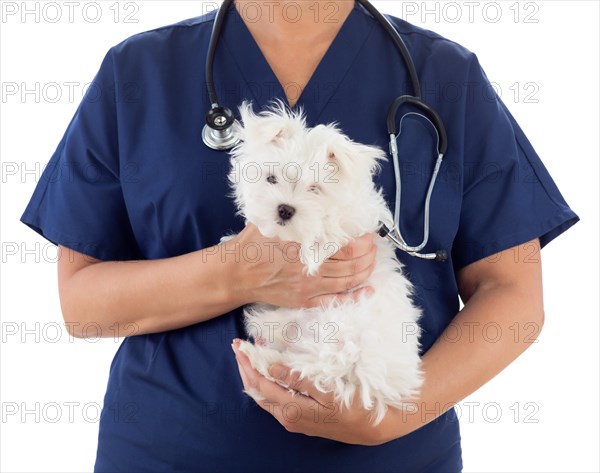 Female veterinarian with stethoscope holding young maltese puppy isolated on white