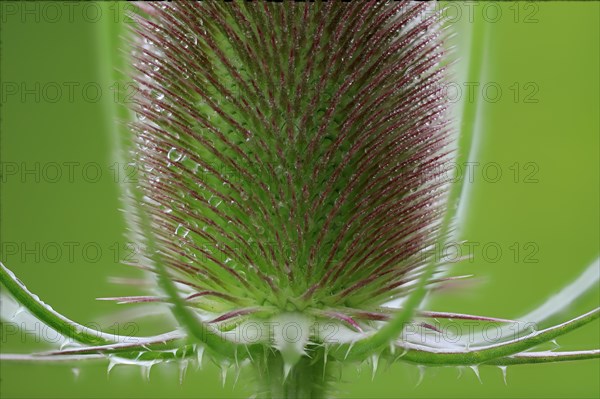 Wild cardoon