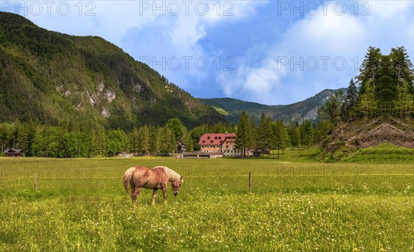 A horse eating grass in the field