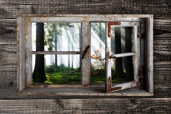 View through a rustic wooden window into the cloud forest