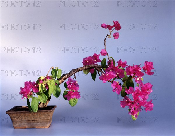 Bonsai Bougainvillea Style: Wind Blown Tree