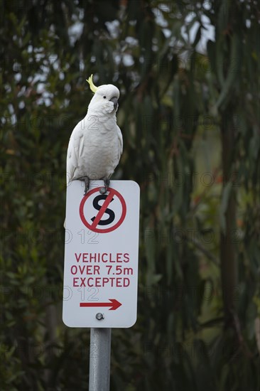 Sulphur-crested cockatoo